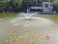 -金花茶公园