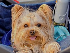-宠爱多约克夏马尔济斯泰迪小型犬专卖