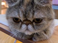 -滚猫咖啡·猫咖·猫友好撸猫(未来城店)