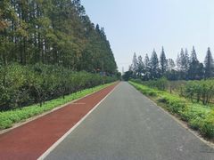 -上海长兴岛郊野公园