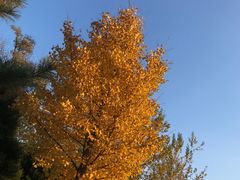 -中家鑫园温泉酒店鑫悦汤泉