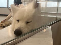 -共舞时光猫咖·狗咖(新街口店)