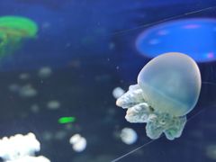 -芜湖新华联大白鲸海洋公园