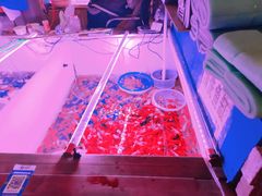 -山东柏宁水族批发广场