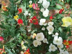 -洛阳郁金香牡丹园