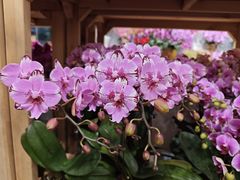 -双季花艺园艺市场(浦东店)