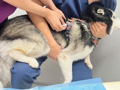 -关爱宠物医院·猫科中心·消化科(滨湖万达分院)