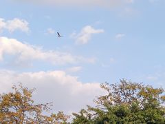 -海珠湖公园