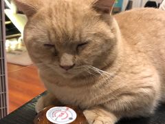 -猫小院猫主题咖啡厅(北锣店)