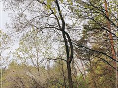 -帽儿山国家森林公园