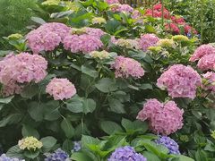 -深圳仙湖植物园