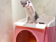 -小尾巴宠物店(万科·金域华庭店)