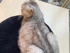 -猫咪派对(江南西店)