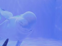 -多彩贵州城极地海洋世界