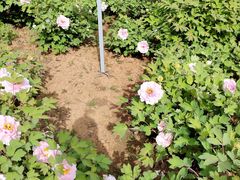 -洛阳市隋唐城遗址植物园