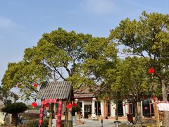 -上海都市菜园