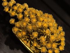 -丰盛里