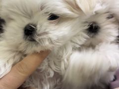 -天宠宠物医院24小时·急重症诊疗中心·全科·腔镜特色(和平分院)