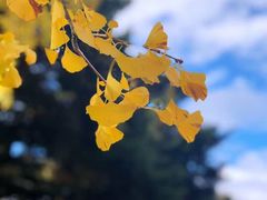 -初花·日本料理