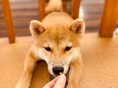 -豆柴町-柴犬主题狗咖(红鼎国际C座店)