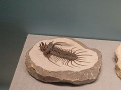 -湖南省地质博物馆
