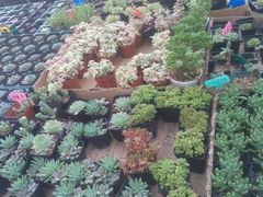 -龙大花卉苗木市场