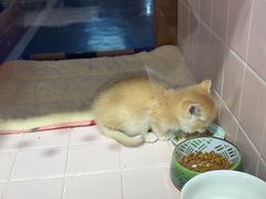 -FAELING PETS美天灵宠物(富力广场店)