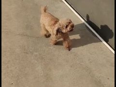 -宠物之家Pets Home 宠物寄养酒店