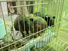 -苏州艺都古玩花鸟市场