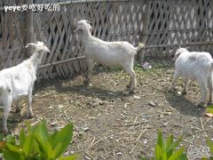 -南汇桃花村