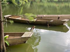 -深圳仙湖植物园