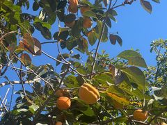 -遵化市禅林寺古银杏风景园