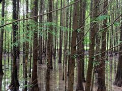 -桤木河湿地公园