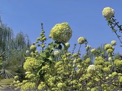 -洛阳市隋唐城遗址植物园