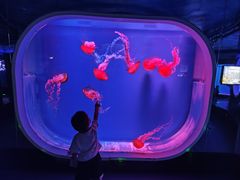 -芜湖新华联大白鲸海洋公园