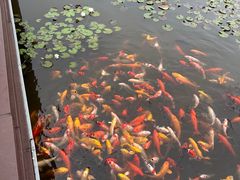 -微山湖红荷湿地景区