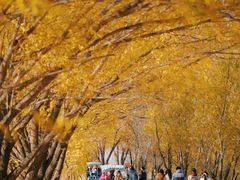 -野鸭湖国家湿地公园