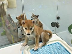 -柴源莊·柴小宠柴犬咖啡
