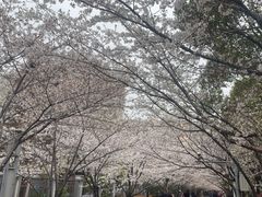 -高东镇樱花园