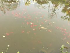 -武清南湖绿博园