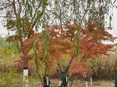 -大兴滨河森林公园