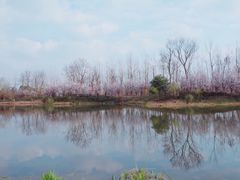 -白鹭湾湿地公园