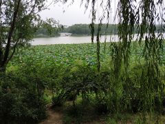 -大兴滨河森林公园