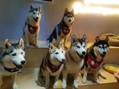 -Husky Go! 哈士奇体验馆·宠物咖啡厅狗咖
