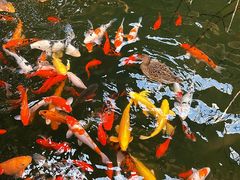 -南宫五洲植物乐园