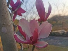 -天适樱花悠乐园