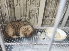 -楼上猫咖(罗湖店)
