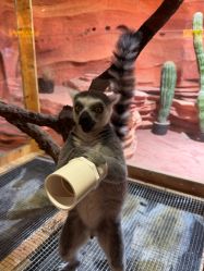 -Zoolung Zoolung动物主题公园(海信广场店)