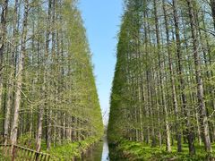 -东平国家森林公园
