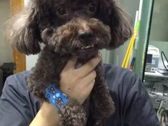 -顺强宠物诊所·狂犬免疫·夜诊·骨科(嘉定店)